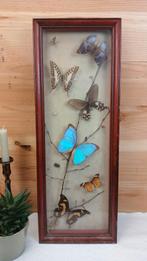Taxidermie - Kader opgezette vlinders, Ophalen of Verzenden, Gebruikt, Insect, Opgezet dier