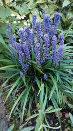 Liriope muscari Moneymaker leliegras, Ophalen, Vaste plant, Halfschaduw