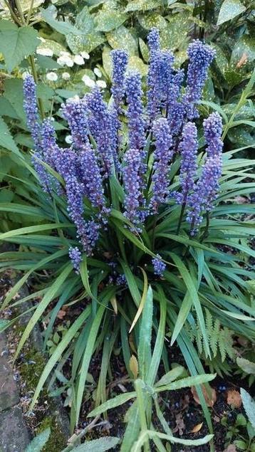 Liriope muscari Moneymaker leliegras beschikbaar voor biedingen