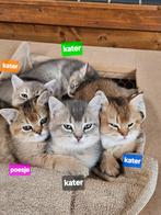Britse korthaar Kittens, Dieren en Toebehoren, Katten en Kittens | Raskatten | Korthaar, Kater, Ontwormd, 0 tot 2 jaar