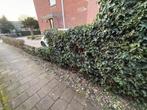 Gratis Hedera Haag Zelf Uitgraven, Ophalen, Overige soorten, Haag, 100 tot 250 cm