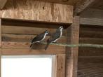 Te koop Tamboerijnduiven, Dieren en Toebehoren, Vogels | Duiven, Meerdere dieren, Overige soorten