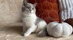 Zoey – Brits Korthaar kitten (lila met wit, poes), Poes, Gechipt, 0 tot 2 jaar