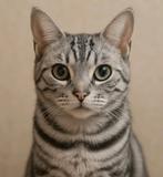 Mooie bengaal (fok)poes met stamboom nu beschikbaar, Dieren en Toebehoren, Katten en Kittens | Overige Katten, Poes, Kortharig