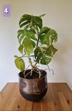 Plant Monstera Deliciosa Thai Constellation !, Ophalen, Overige soorten, In pot
