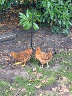 Wyandotte mix twee mooie dames., Dieren en Toebehoren, Pluimvee, Meerdere dieren, Kip