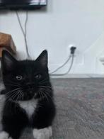 Kittens, Dieren en Toebehoren, Katten en Kittens | Raskatten | Korthaar, Poes, 0 tot 2 jaar
