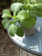 kindopmoeder schoot en cactus ., Ophalen, Cactus, Volle zon, Minder dan 100 cm