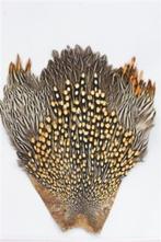 Jungle cock gezocht, Ophalen of Verzenden, Overige typen