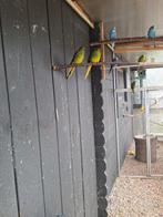 Te koop 2 elegant parkieten., Dieren en Toebehoren, Vogels | Parkieten en Papegaaien, Meerdere dieren, Parkiet