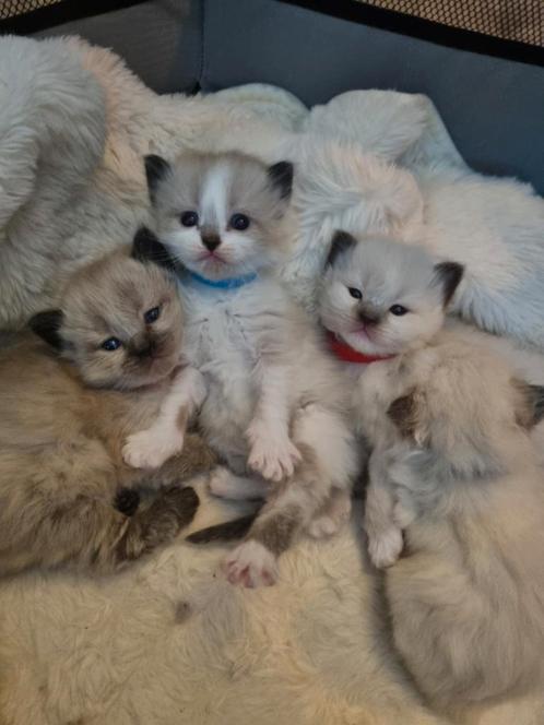 Ragdoll kittens nog  3 beschikbaar, Dieren en Toebehoren, Katten en Kittens | Dekkaters, 0 tot 2 jaar