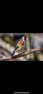 Bloemputters gezocht, Dieren en Toebehoren, Meerdere dieren, Tropenvogel