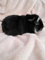 Cavia US Teddy zeugjes, Dieren en Toebehoren, Knaagdieren, Vrouwelijk, Cavia, Voor 1 juli 2024