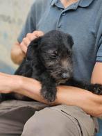 Kylie Ter Adoptie!, Particulier, Rabiës (hondsdolheid), 8 tot 15 weken, Buitenland