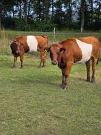 2 lakenvelders, Dieren en Toebehoren, Runderen, Mannelijk