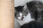 Kruising maine coon poesjes gesteriliseerd 10 maanden, Poes, Gechipt, 0 tot 2 jaar
