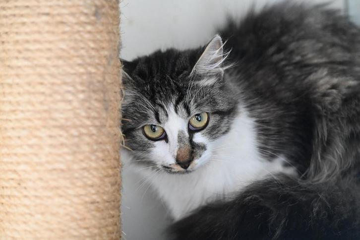 Kruising maine coon poesjes gesteriliseerd 10 maanden, Dieren en Toebehoren, Katten en Kittens | Raskatten | Langhaar, Poes, 0 tot 2 jaar