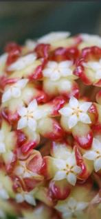 Hoya callistophylla 'Black Cat', Ophalen of Verzenden, In pot, Halfschaduw, Minder dan 100 cm