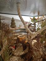 Maatwerk muizen terrarium 100x93x76, 60 tot 90 cm, Nieuw, Ophalen of Verzenden, Muis