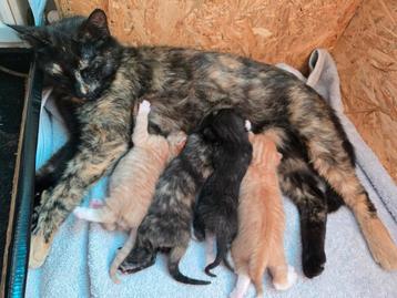 4 prachtige kittens zoeken een gouden mandje. beschikbaar voor biedingen