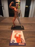 4D Master Anatomische puzzel Spieren en Skelet #257, Ophalen of Verzenden, Gebruikt