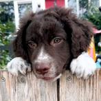 Wetterhoun x Friese stabij pup, Dieren en Toebehoren, 15 weken tot 1 jaar, CDV (hondenziekte), Eén hond, Nederland