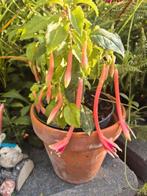 Fuchsia 'Pour le Menneke', Ophalen, Volle zon, Overige soorten