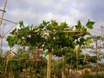 Dakmoerbei morus alba 'Macrophylla', Ophalen, In pot, Dakboom