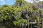 Blauwe en witte regen zaailingen, Tuin en Terras, Planten | Bomen, Ophalen of Verzenden, Volle zon, Overige soorten, Minder dan 100 cm