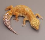 Blood tremper luipaardgekko vrouw, Dieren en Toebehoren, Reptielen en Amfibieën, Hagedis