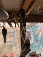 Valkparkieten divers, Meerdere dieren, Parkiet, Tam