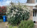 Mooie grote Clematis witte bosrank, Tuin en Terras, Planten | Tuinplanten, Ophalen, Zomer, Overige soorten, Volle zon