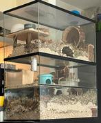 Glazen kooi voor hamster of gerbils, 60 tot 90 cm, Kooi, Hamster, 75 tot 110 cm