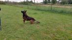Dekreu X mechelse herder KNPV NIET TE KOOP, Rabiës (hondsdolheid), Reu, Eén hond, 3 tot 5 jaar