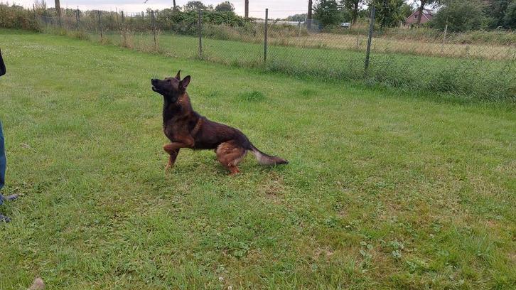 Dekreu X mechelse herder KNPV NIET TE KOOP, Dieren en Toebehoren, Honden | Dekreuen, Reu, Particulier, Eén hond, Nederland, 3 tot 5 jaar