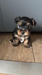 Mini York reutje, Dieren en Toebehoren, Honden | Jack Russells en Terriërs, Yorkshire Terriër, België, Particulier, Rabiës (hondsdolheid)