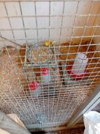Tekoop koppel roodrug parkieten, Meerdere dieren, Parkiet