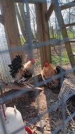 Krielhaan, Dieren en Toebehoren, Mannelijk, Kip