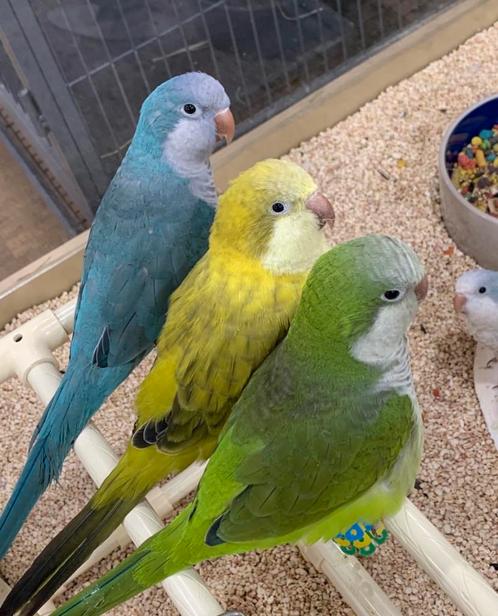 jonge muis parkieten / qaukers parrot, Dieren en Toebehoren, Vogels | Parkieten en Papegaaien, Papegaai, Meerdere dieren, Pratend