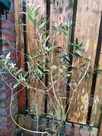 Olijfbompjes 185cm, Ophalen, Volle zon, Olijfboom, 100 tot 250 cm