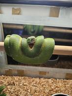 couples reproducteur morelia viridis sorong, Dieren en Toebehoren, Slang, 0 tot 2 jaar