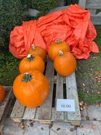 Sier pompoenen te koop, Tuin en Terras, Ophalen, Nieuw