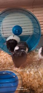 Hamsters, Meerdere dieren, Hamster