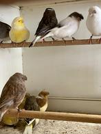 Glosters, Meerdere dieren, Postuurkanarie