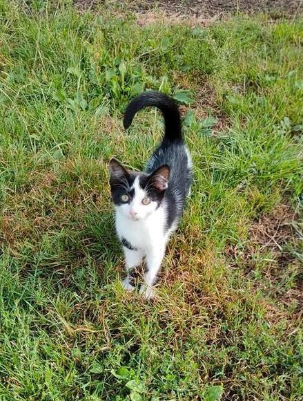 Boerderij Katje bio muizenbestrijders, Dieren en Toebehoren, Katten en Kittens | Overige Katten