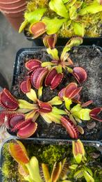 Vliegenvallen (venus flytraps) vleesetende planten, Huis en Inrichting, Kamerplanten, Ophalen of Verzenden, Overige soorten, Volle zon