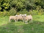 Stamboek swifter rammen, Mannelijk, Schaap