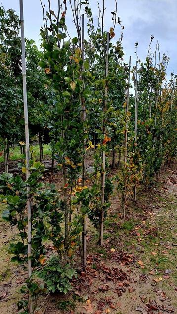 Fagus Sylvatica 'Dawyck' ❗️Groene Zuilbeuk❗️🌳 beschikbaar voor biedingen