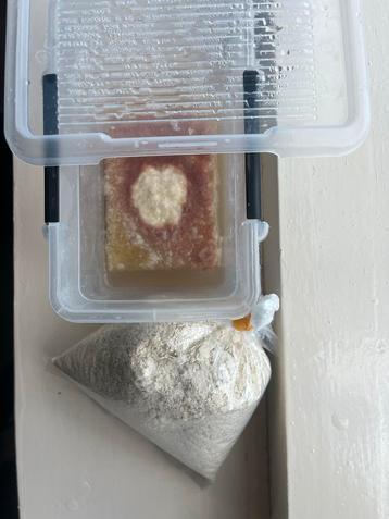 Microfex Wormen/Dero wormen beschikbaar voor biedingen