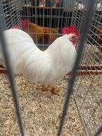 Barnevelder kriel wit en mahonie hanen, Mannelijk, Kip